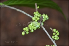 Lasiococca comberi